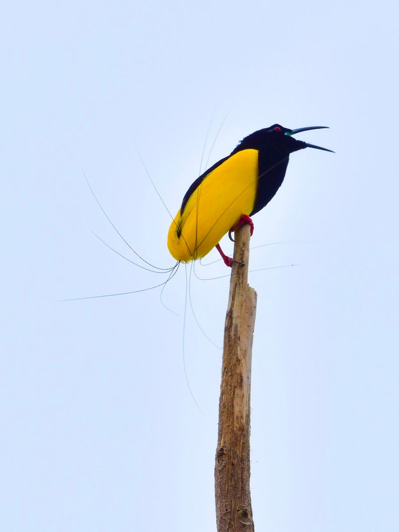 Twelve-wired Bird-of-Paradise