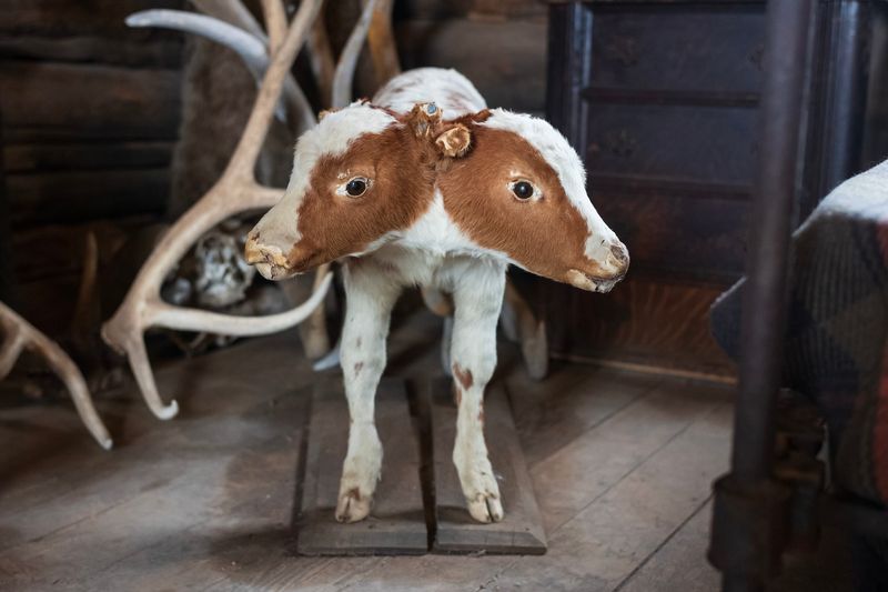 Two-Headed Calf