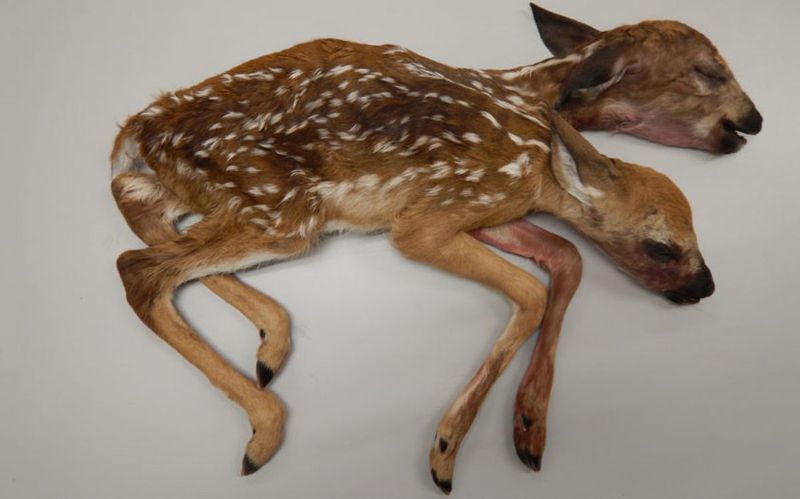 Two-Headed Deer