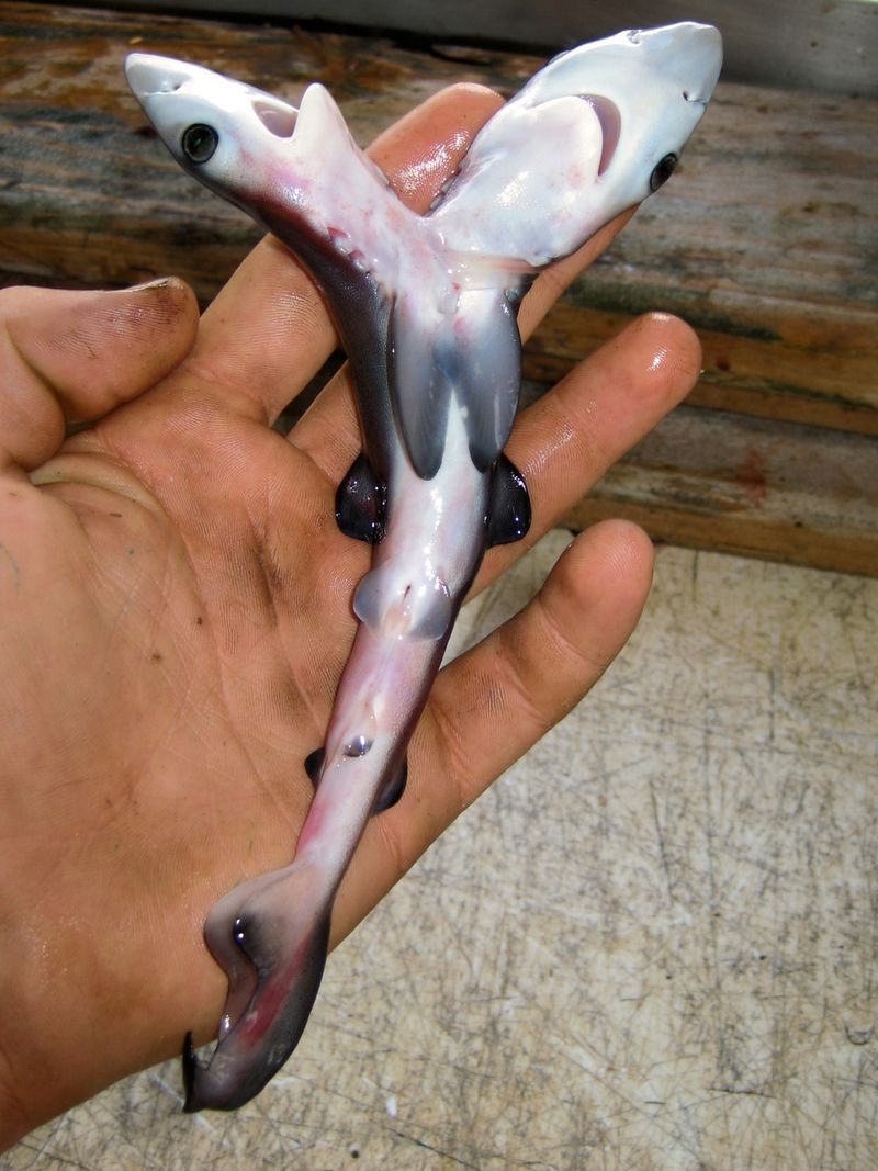 Two-Headed Fish