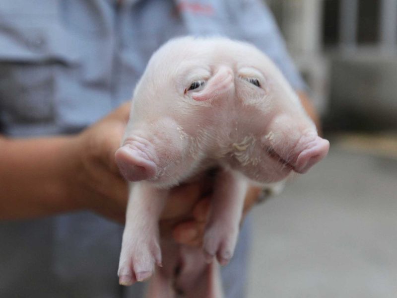 Two-Headed Pig