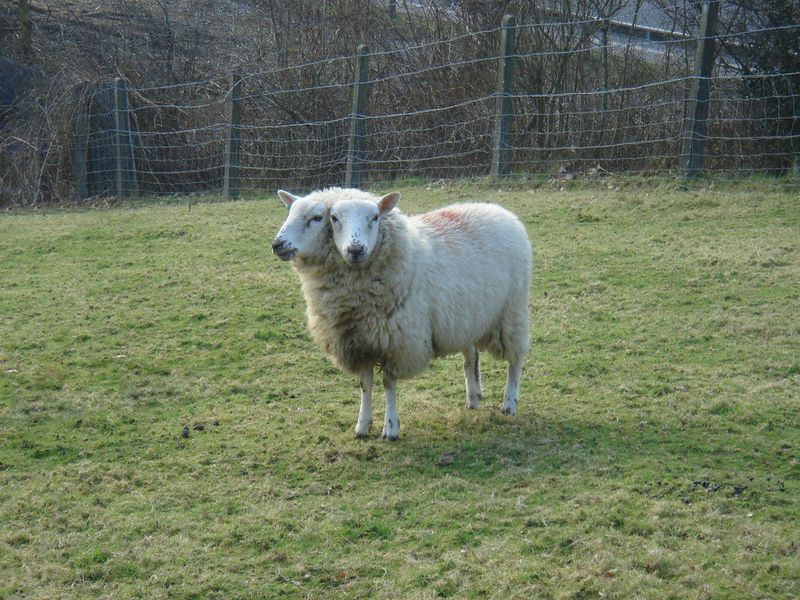 Two-Headed Sheep