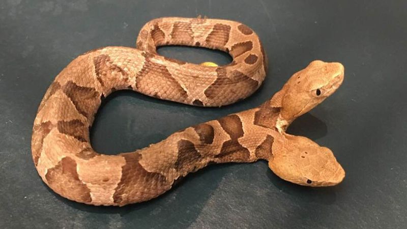 Two-Headed Snake