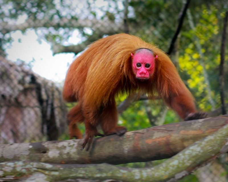 Uakari Monkey