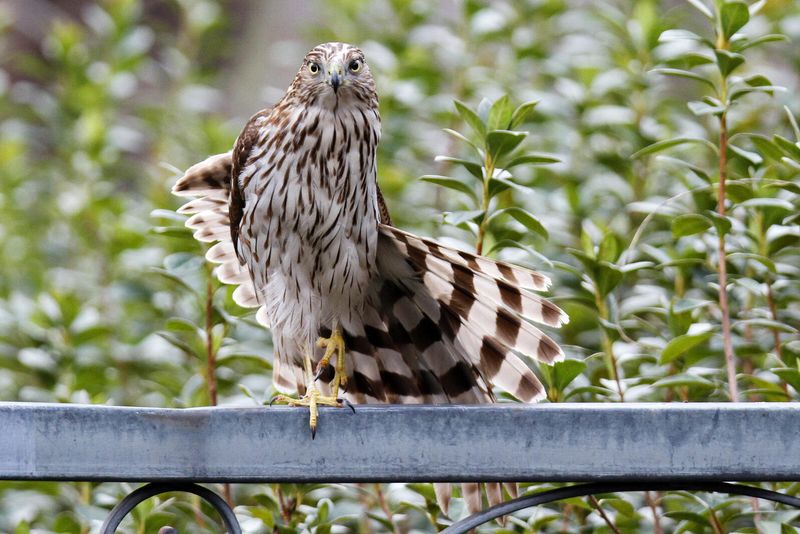 Understand Hawk Behavior