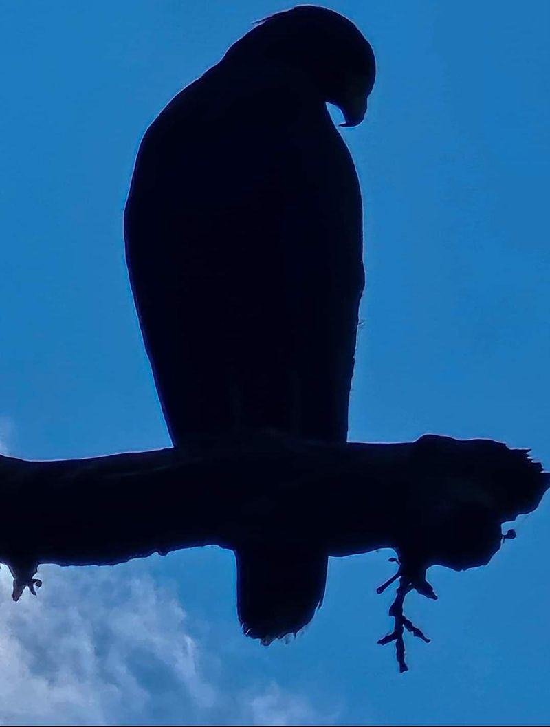 Understand Hawk Silhouettes