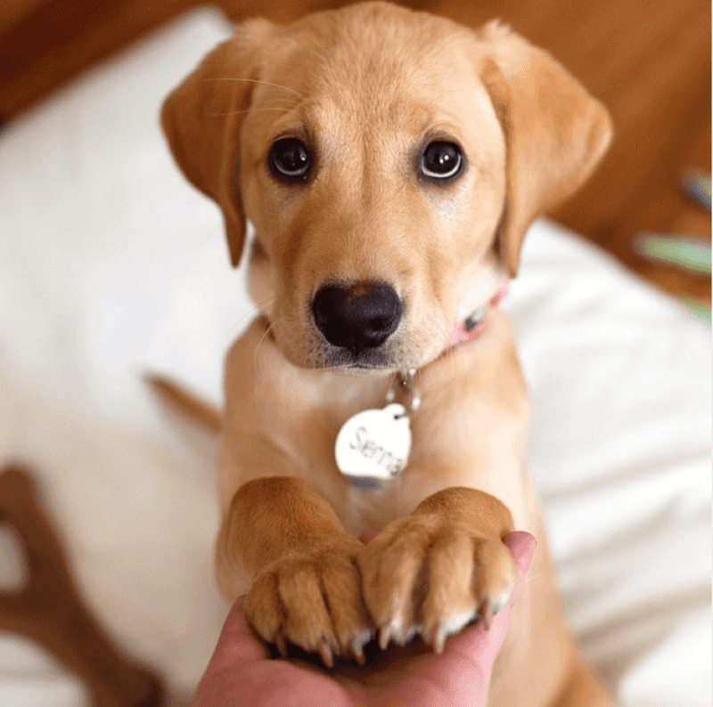 Understand Your Puppy’s Signals