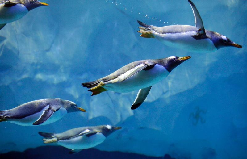 Underwater Acrobatics