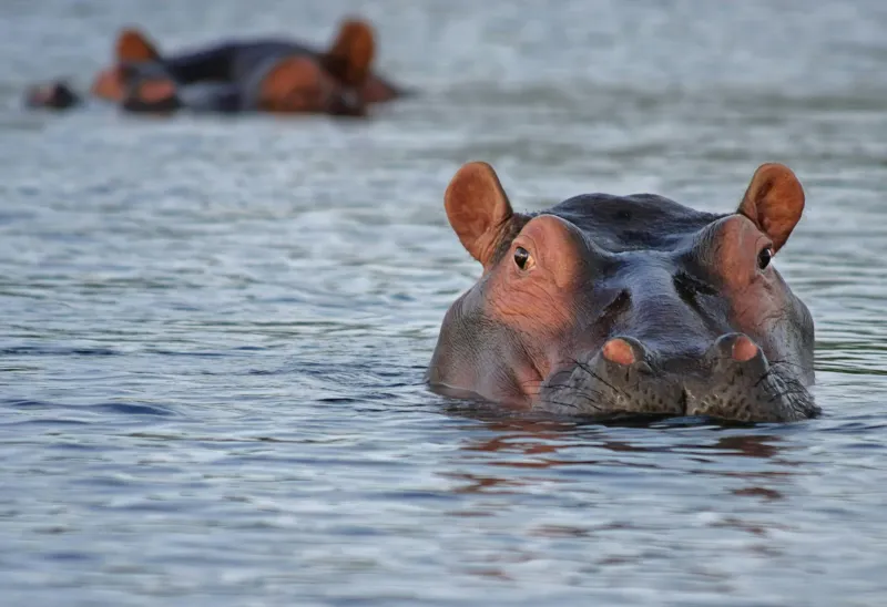 Unexpected Swimmers