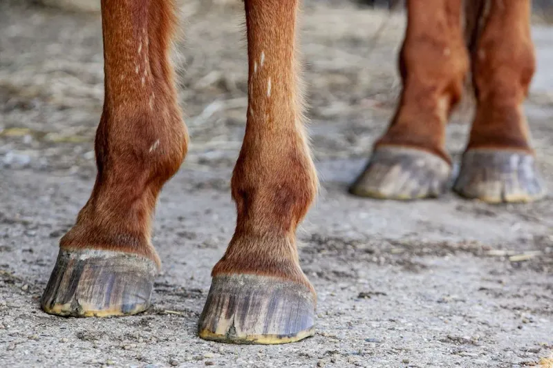 Unique Hoof Structure