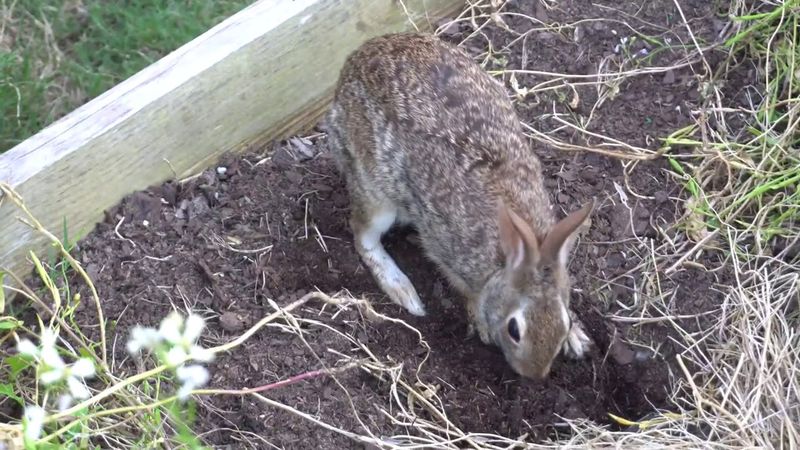 Unique Rabbit Digging Habits