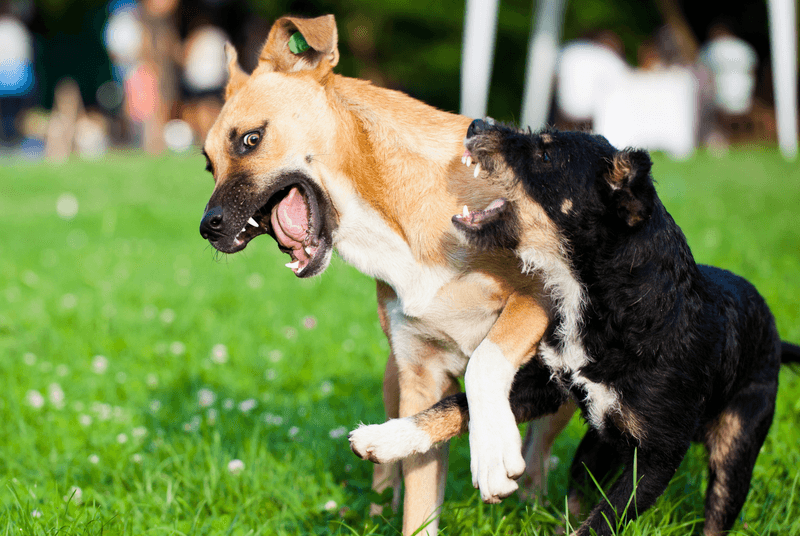 Unpredictable Dog Behavior