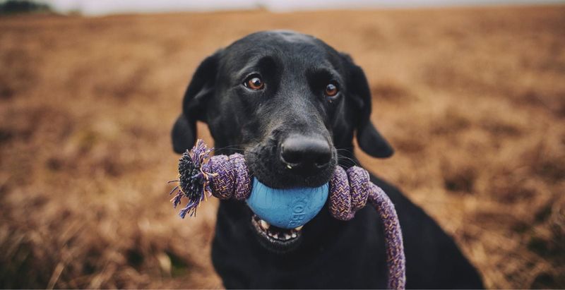 Using Toys for Training