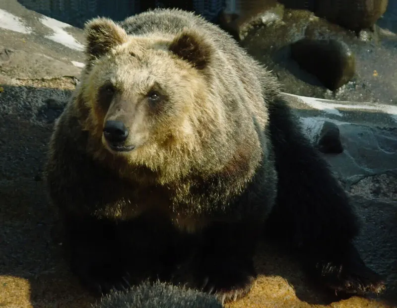 Ussuri Brown Bear