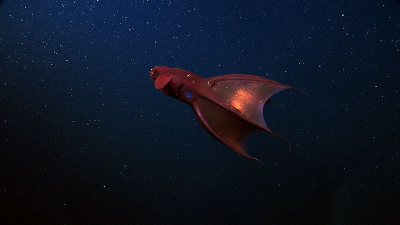 Vampire Squid