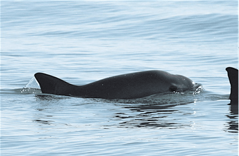 Vaquita