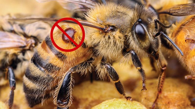 Varroa Mite Challenge