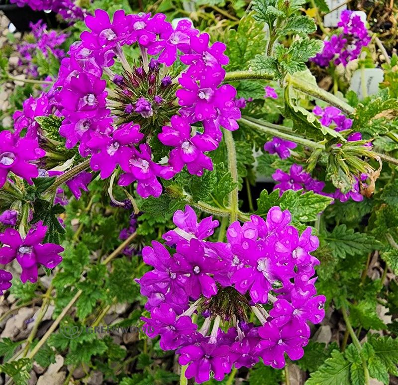 Verbena