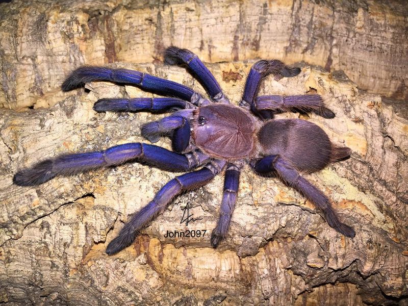 Vietnamese Blue Tarantula