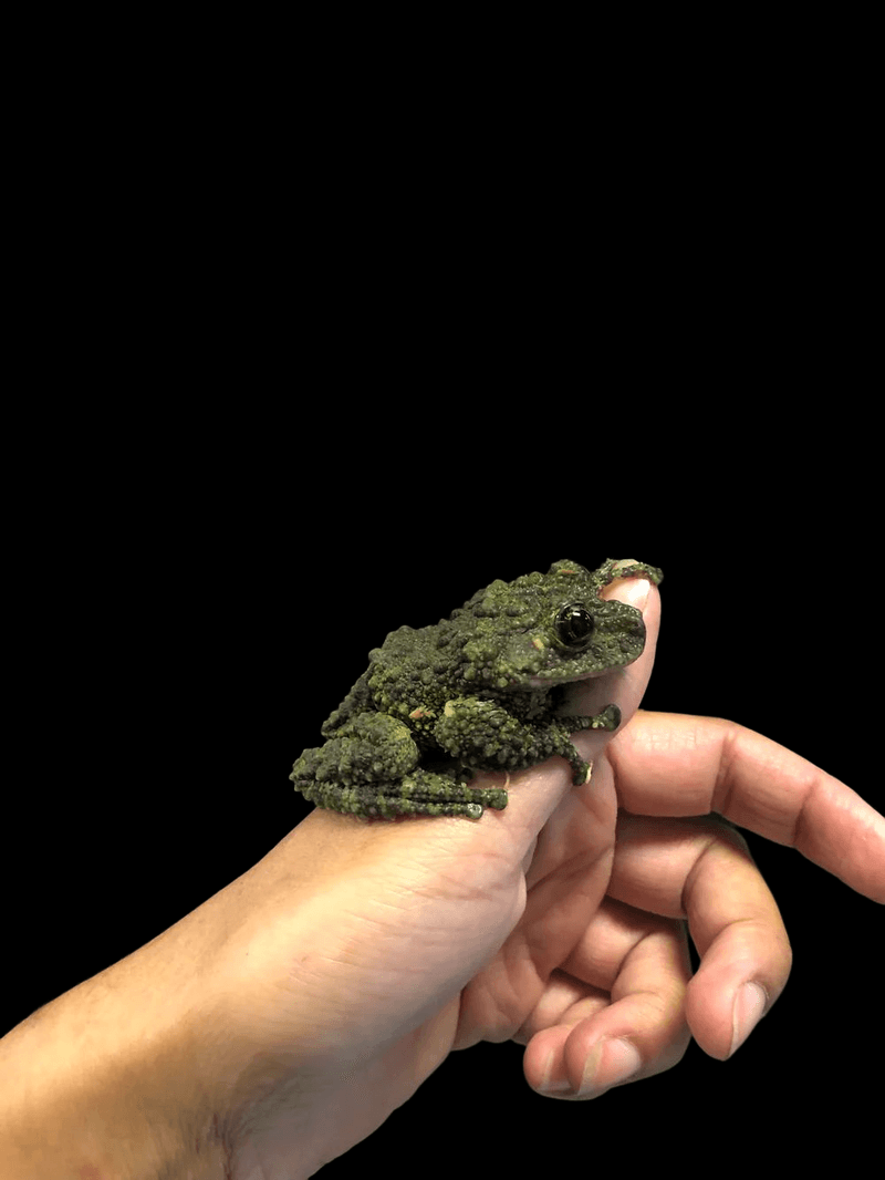 Vietnamese Mossy Frog