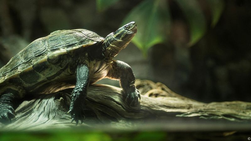 Vietnamese Pond Turtle