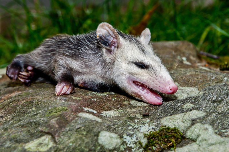 Virginia Opossum