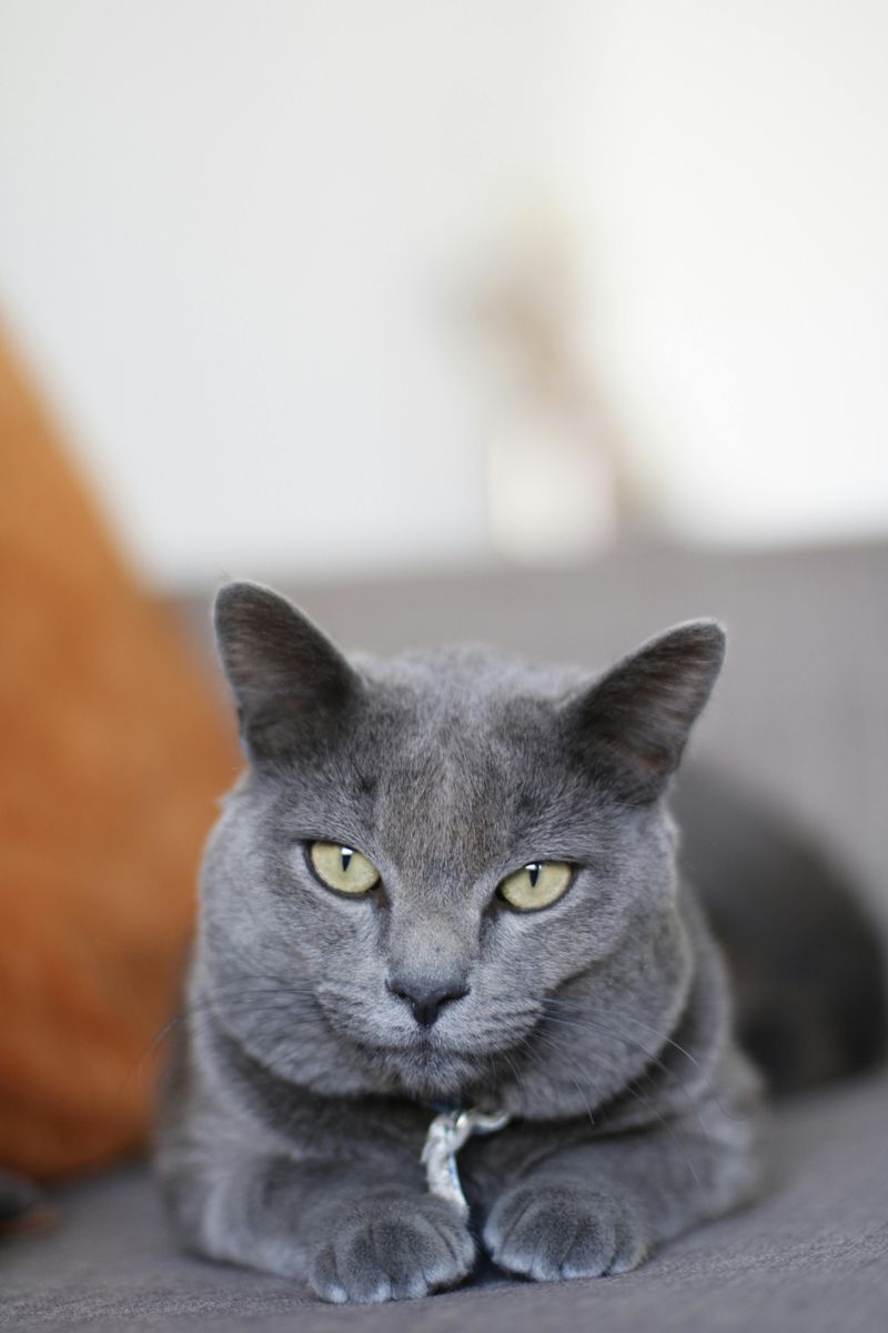 Virgo - Russian Blue