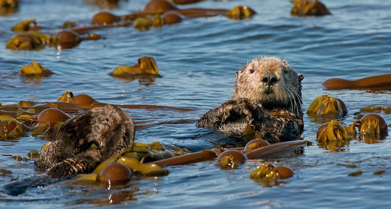 Vital Role in Kelp Forest Ecosystems