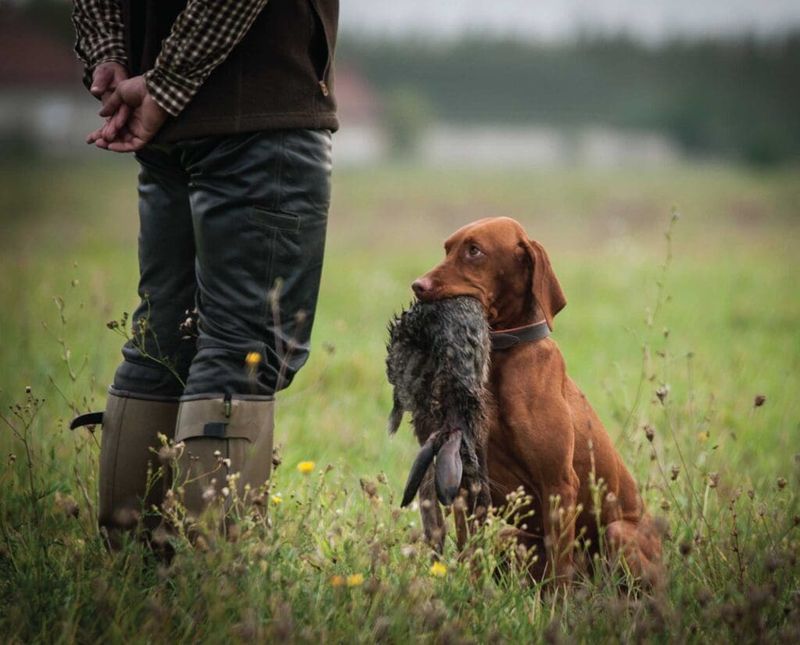 Vizsla