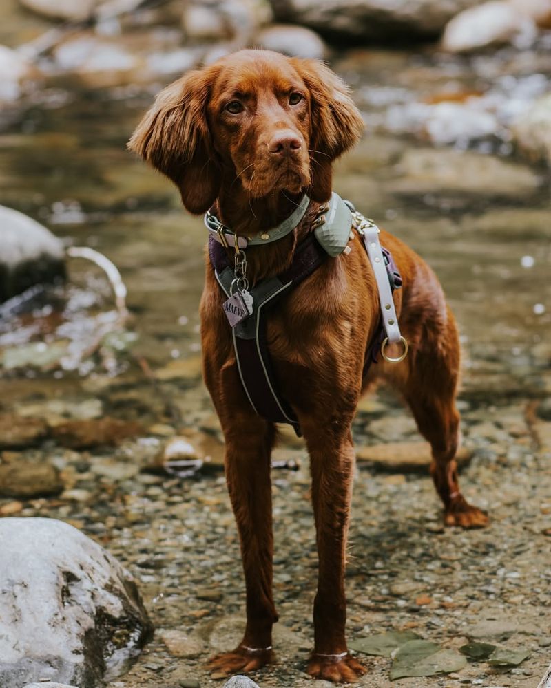 Vizsla