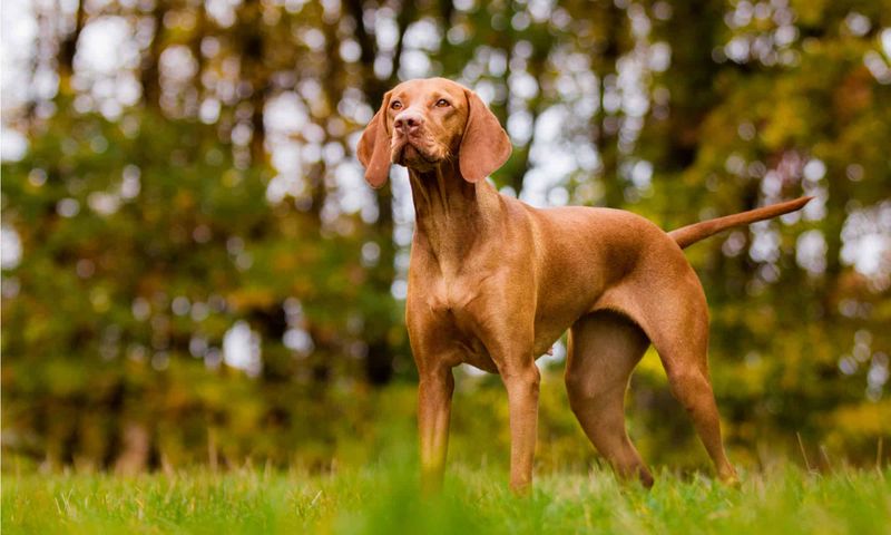 Vizsla