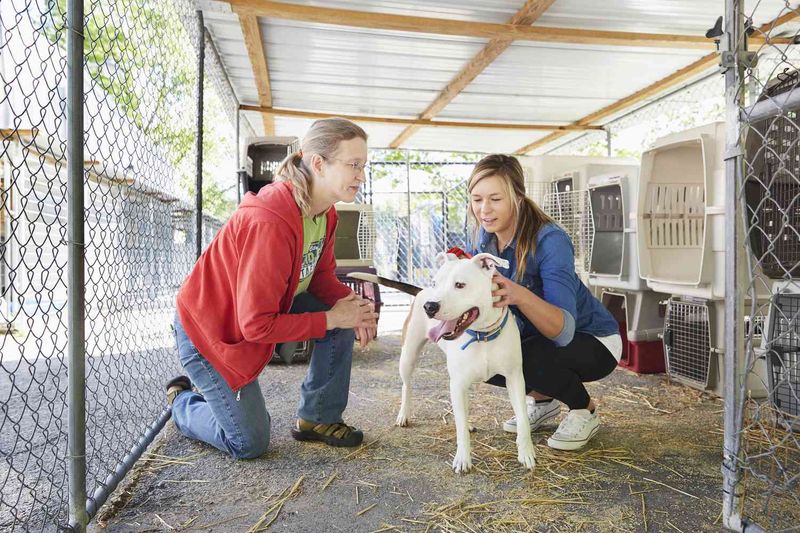 Volunteer at Animal Shelters