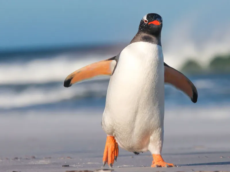 Waddling Walks