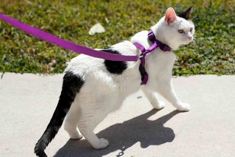 Walk on Leash