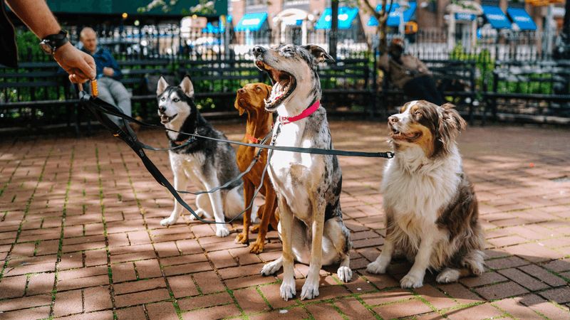 Walking Multiple Dogs Requires a Permit