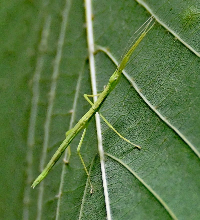 Walking Stick