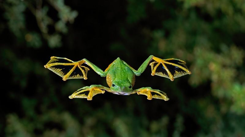 Wallace’s Flying Frog