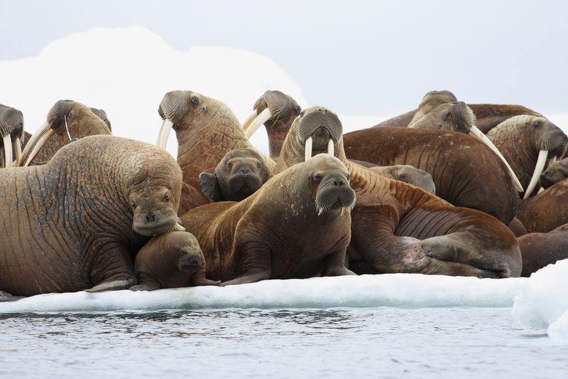 Walrus Fat Reserves