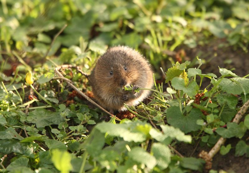 Water Voles