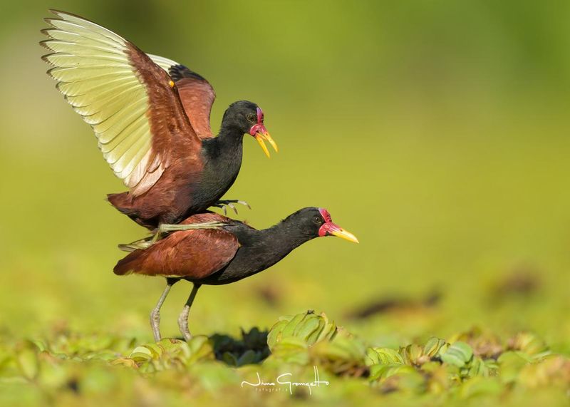 Wattled Jacanas