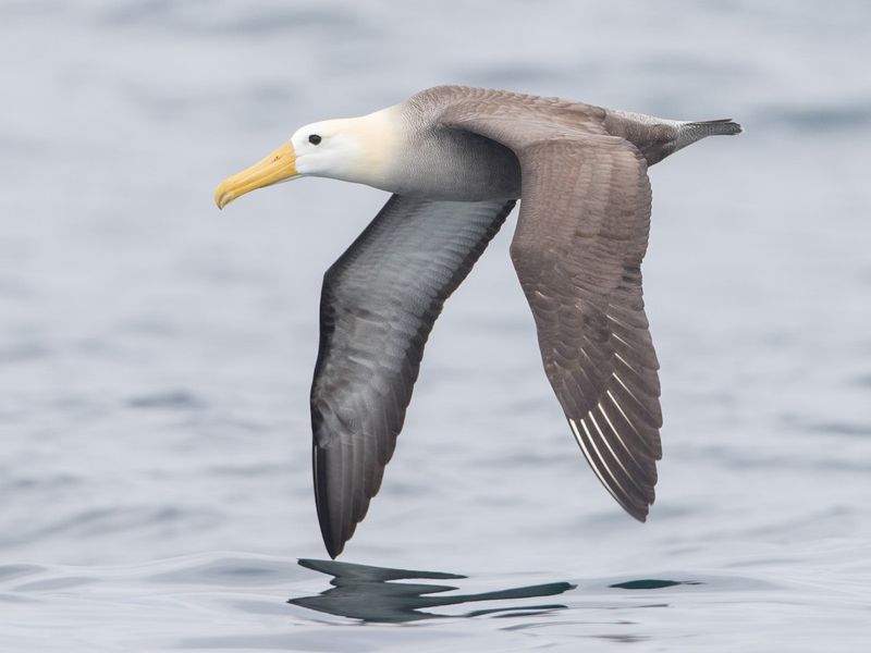 Waved Albatross