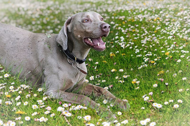 Weimaraner