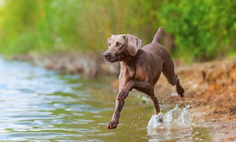 Weimaraner