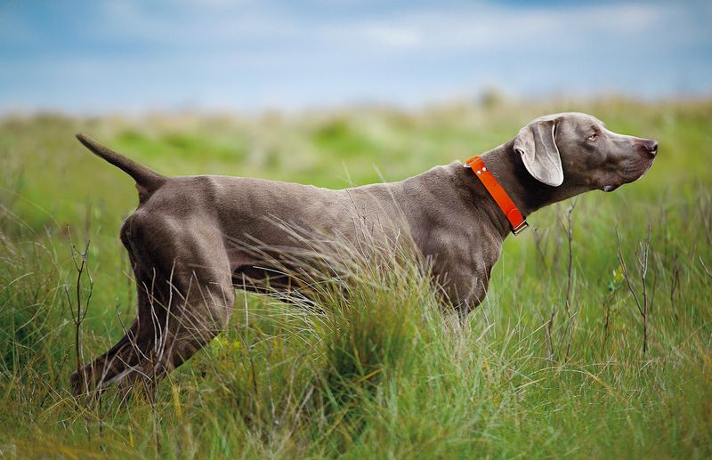 Weimaraner