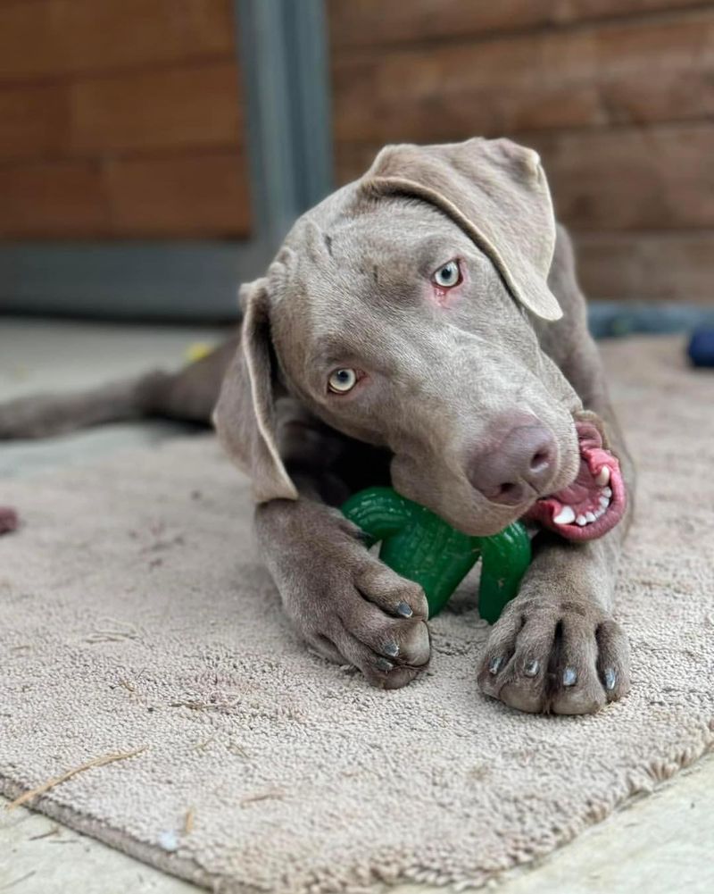 Weimaraner