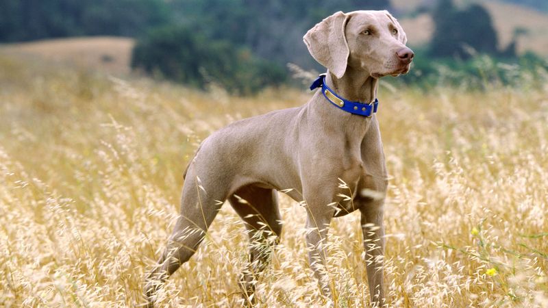 Weimaraner