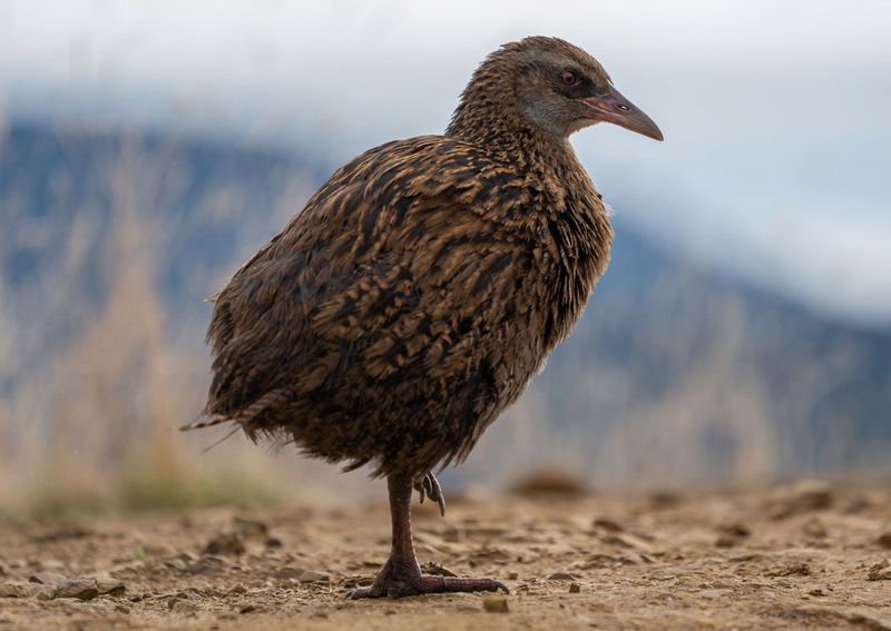 Weka