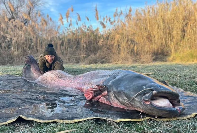 Wels Catfish