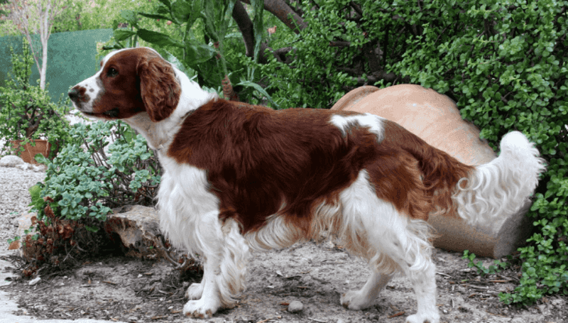 Welsh Springer Spaniel