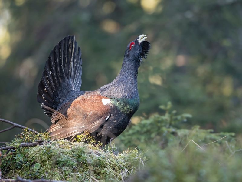 Western Capercaillie